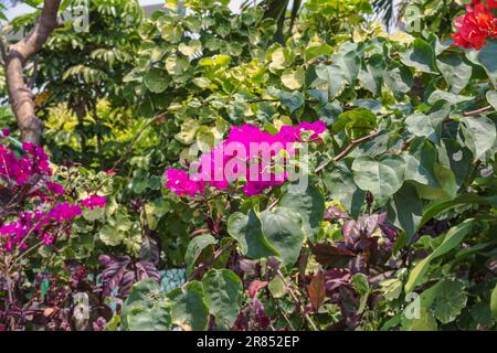 Bougainvillea fiori in giardino tropicale, fuoco selettivo, carta da parati floreale naturale. Bella floreale background.Bright cremisi bougainvillea fiori, Foto Stock