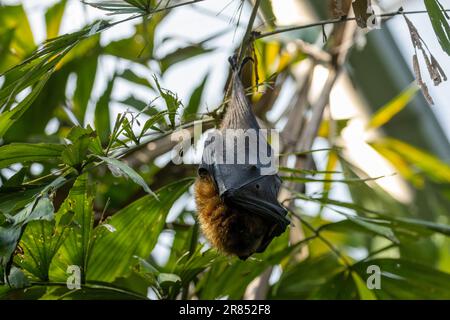 Il pipistrello di frutta Rodrigues (Pteropus rodricensis) appeso ad un ramo Foto Stock