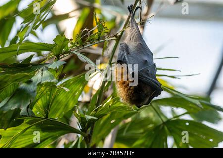Il pipistrello di frutta Rodrigues (Pteropus rodricensis) appeso ad un ramo Foto Stock