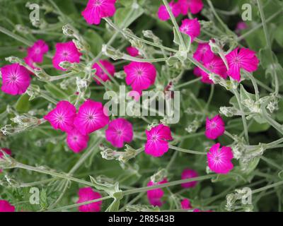 Lychnis coronaria o coronaria silene (rosa campion) - fiori rosa brillante e fogliame grigio-verde, una pianta da giardino di cottage che si auto-semina liberamente Foto Stock