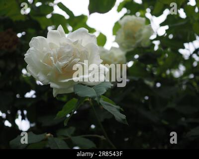 Primo piano di un fiore sospeso completamente aperto della rosa arrampicata bianca "Mme Alfred Carriere" contro il fogliame verde scuro Foto Stock