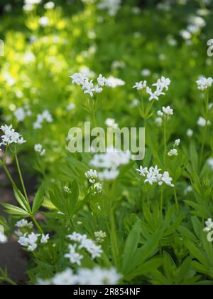 I fiori bianchi e le foglie verdi di Galium odoratum (legni dolci o paglie profumate dolci), una pianta perenne di copertura macinata Foto Stock
