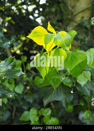 New ivy lascia retroilluminato e luminoso al sole della sera creando uno splendido sfondo verde e naturale Foto Stock