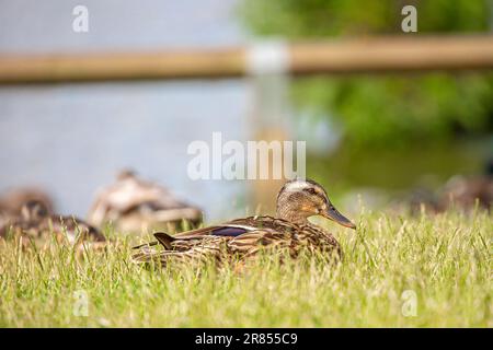 Mallardo femminile che riposa al sole in un parco Foto Stock