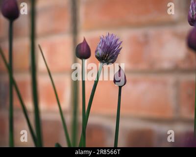 Primo piano di fiori e boccioli di erba cipollina viola (Allium schoenoprasum) appena entrati in fiore su uno sfondo di mattoni in un giardino di erbe britanniche Foto Stock