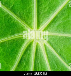 Centro della foglia di nasturzio da giardino di intenso colore verde clorofilla, con spesse vene fogliari a forma di stella, cellule fogliari e pori. Foto Stock