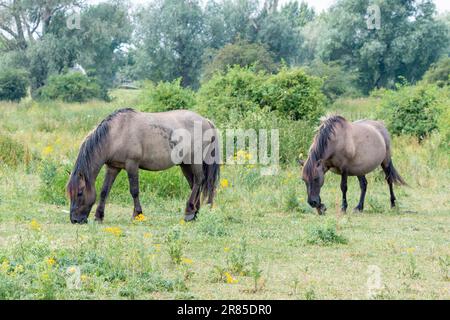 Due cavalli Konik pascolo erba in estate a Gelderland, in Europa Foto Stock