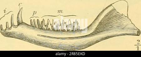 "Elemente der paläontologie bearbeitet" (1890) Foto Stock