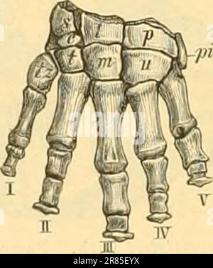 "Elemente der paläontologie bearbeitet" (1890) Foto Stock