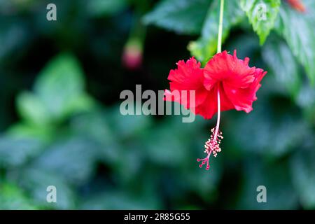 Fiore di ibisco rosso con sfondo verde, vista laterale Foto Stock