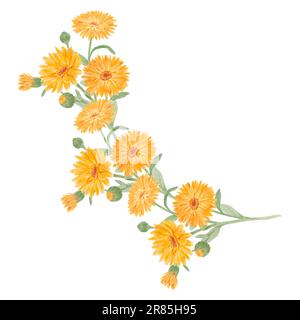 Boquet di calendula officinalis acquerello illustrazioni disegnate a mano. Elementi botanici per etichette, prodotti ecologici, tessuti, erbe naturali Foto Stock