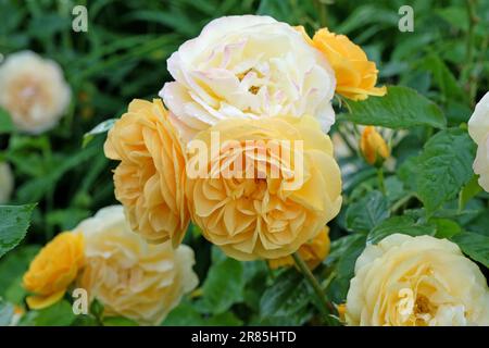 Rosa 'assolutamente favoloso' in fiore. Foto Stock