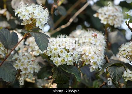 Physocarpus opulifolius 'Diabolo' in fiore. Foto Stock