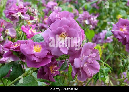 Rosa viola 'Rhapsody in Blue' in fiore. Foto Stock