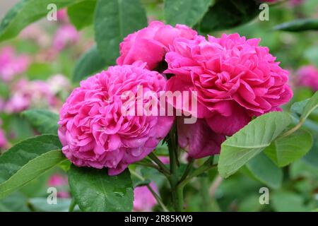 Rosa 'de Rescht' in fiore. Foto Stock