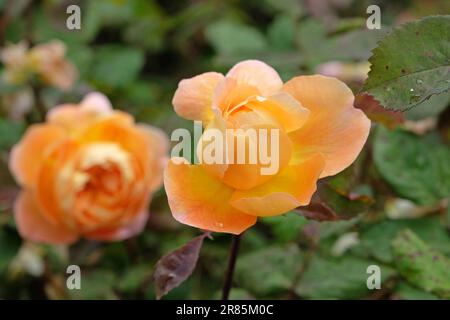 Rosa 'Lady Emma HamiltonÕ in fiore. Foto Stock