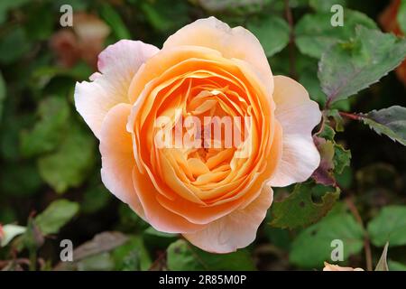 Rosa 'Lady Emma HamiltonÕ in fiore. Foto Stock