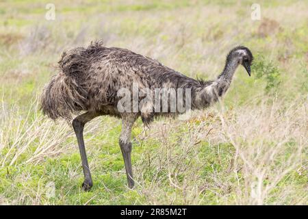 Emu (Dromaius novaehollandiae), il secondo più grande uccello senza volo endemico dell'Australia, che cammina nella prateria della savana, Capo Occidentale, Sudafrica Foto Stock