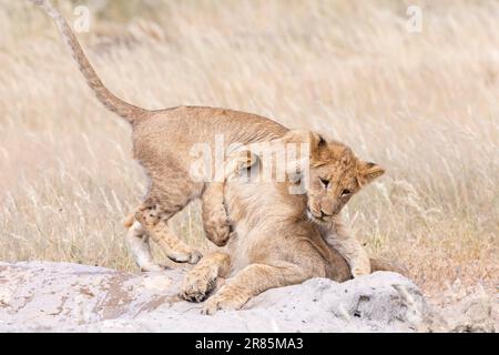 Due cuccioli di leone (Panthera leo) che giocano in una buca d'acqua, Kgalagadi Transfrontier Park, Sudafrica Foto Stock