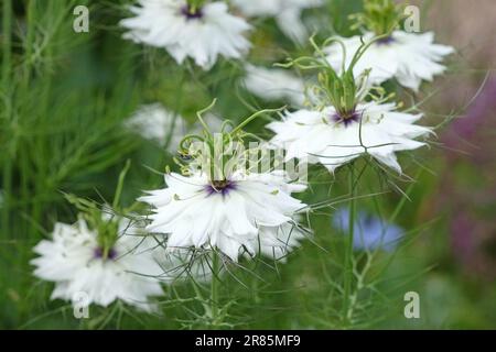 Nigella 'Miss Jekyll White' fiori in fiore. Foto Stock