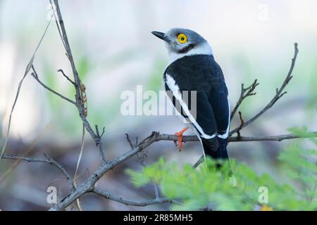 Helmetshrike (Prionops plumatus), Limpopo, Sudafrica Foto Stock