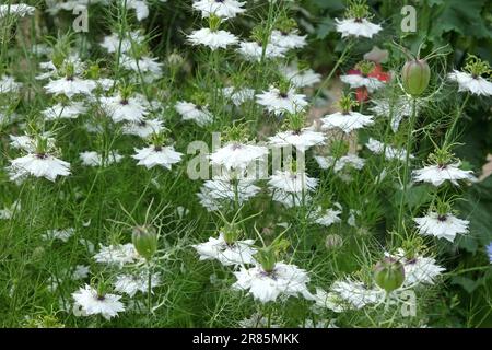 Nigella 'Miss Jekyll White' fiori in fiore. Foto Stock