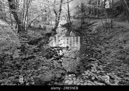 Scoprite il fascino tranquillo di Eller Beck mentre si snoda attraverso il pittoresco Skipton Castle Woods, North Yorkshire, Regno Unito. Foto Stock