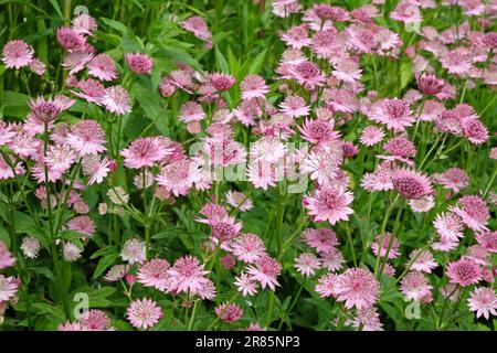 Astrantia rosa 'Roma' in fiore. Foto Stock