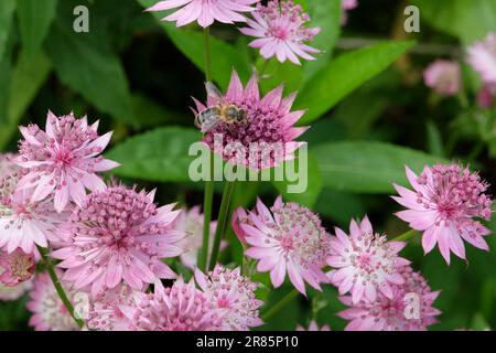 Astrantia rosa 'Roma' in fiore. Foto Stock