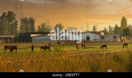 Allevamento di cavalli all'alba. Cavalli allo stallone Foto Stock