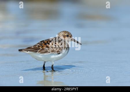 Dunlin che dà da mangiare su una spiaggia delle Ebridi Foto Stock