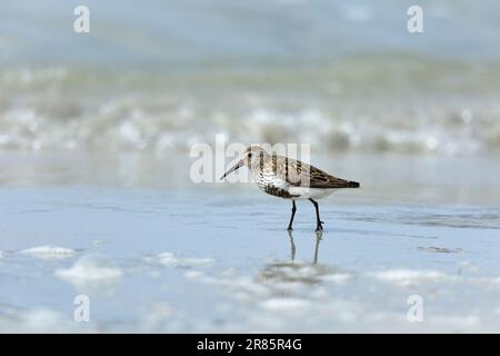 Dunlin che dà da mangiare su una spiaggia delle Ebridi Foto Stock