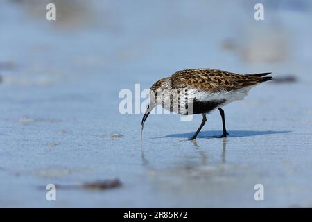 Dunlin che dà da mangiare su una spiaggia delle Ebridi Foto Stock