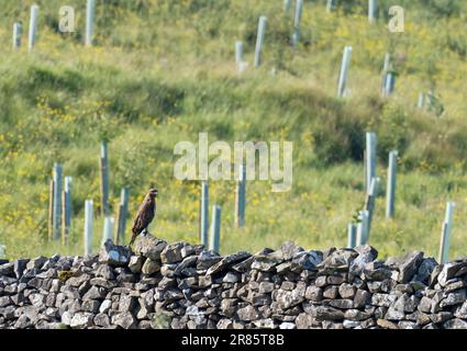 Un Buzzard, Buteo buteo su un muro ad Austwick, Yorkshire Dales, Regno Unito. Foto Stock