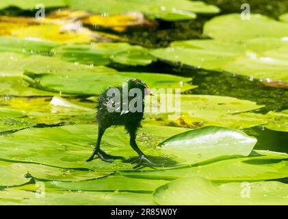 Un giovane Moorhen, Gallinula chloropus a piedi su giglio pad vicino Ambleside, Lake District, UK. Foto Stock