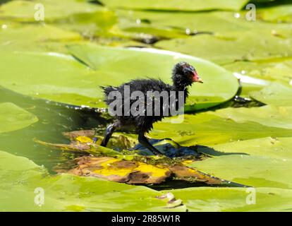 Un giovane Moorhen, Gallinula chloropus a piedi su giglio pad vicino Ambleside, Lake District, UK. Foto Stock