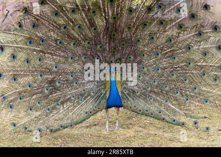 Uccelli indiani che mostrano piume Foto Stock