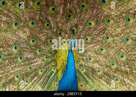 Uccelli indiani che mostrano piume Foto Stock