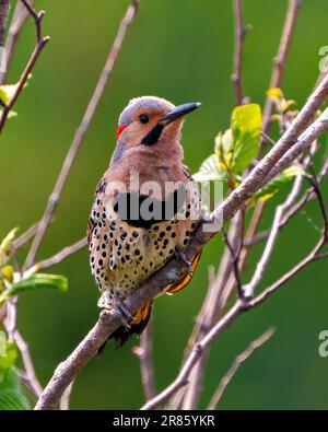 Northern Flicker vista frontale maschile primo piano arroccato su un ramo con sfondo verde sfocato nel suo ambiente e habitat circostante durante l'accoppiamento degli uccelli Foto Stock