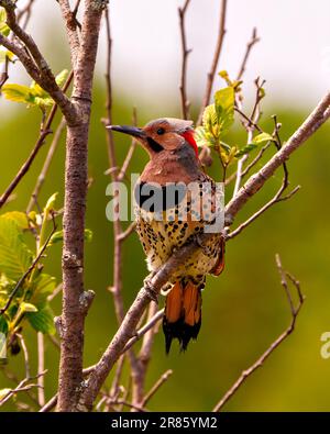 Northern Flicker vista frontale maschile primo piano arroccato su un ramo con sfondo verde sfocato nel suo ambiente e habitat circostante durante l'accoppiamento degli uccelli Foto Stock