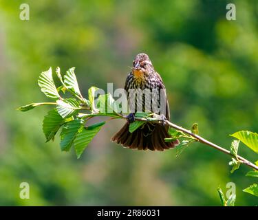 Vista frontale di Blackbird con alate rosse, con un insetto nel becco, arroccato su un ramo con sfondo verde nel suo ambiente e habitat. Foto Stock