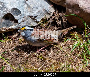 Bianco-incoronato Sparrow primo piano vista laterale in piedi sul terreno con sfondo roccioso nel suo ambiente e habitat circostante. Verticale a righe. Foto Stock