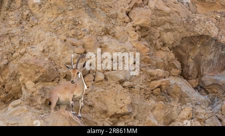 Stambecchi nubiani a Ein Gedi, Israele. Ein Gedi è un'oasi e una riserva naturale in Israele, situata a ovest del Mar morto, vicino a Masada e alle Grotte di Qumran. Foto Stock
