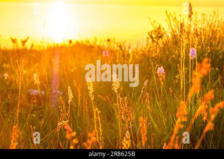 Primo piano di fiori selvatici ed erbe al tramonto sull'Isola di Mull, Scozia Foto Stock