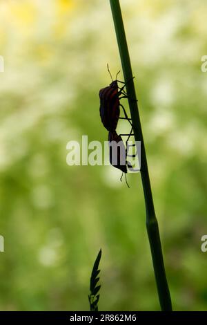 Graphosoma lineatum è una specie di ciminium della famiglia Pentatomidae. Foto Stock