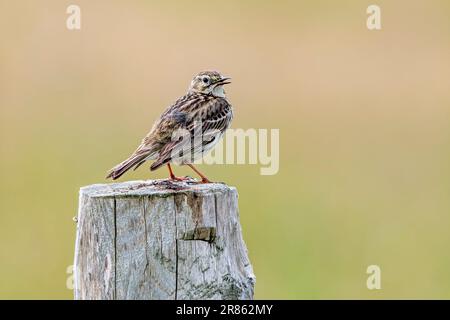 Pipeline di prato (Anthus pratensis) giovane arroccato su palo di recinzione di legno lungo prato / praterie a fine primavera / inizio estate Foto Stock