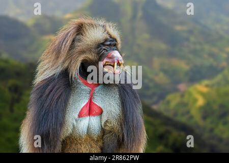 Baboon di gelada maschio (Theropithecus gelada) che mostra la visualizzazione delle minacce mostrando denti e gengive con il labbro superiore capovolto sulle narici, Etiopia Foto Stock