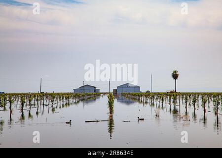 Fattoria allagata e raccolti. Il lago Tulare, situato nella Central Valley della California, è stato per decenni un lago secco, ma è tornato alla vita dopo la grande ra Foto Stock