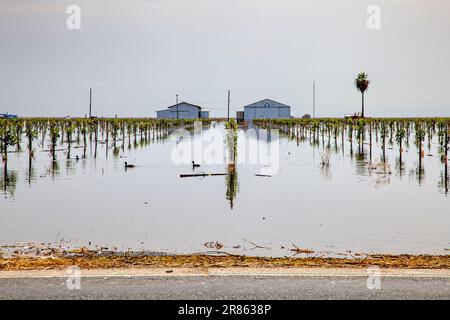 Fattoria allagata e raccolti. Il lago Tulare, situato nella Central Valley della California, è stato per decenni un lago secco, ma è tornato alla vita dopo la grande ra Foto Stock