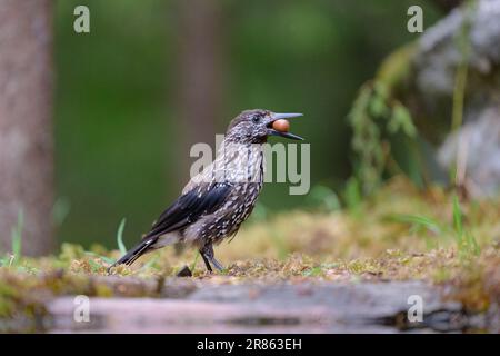 Cracker europeo (Nucifraga cariocatactes) Foto Stock